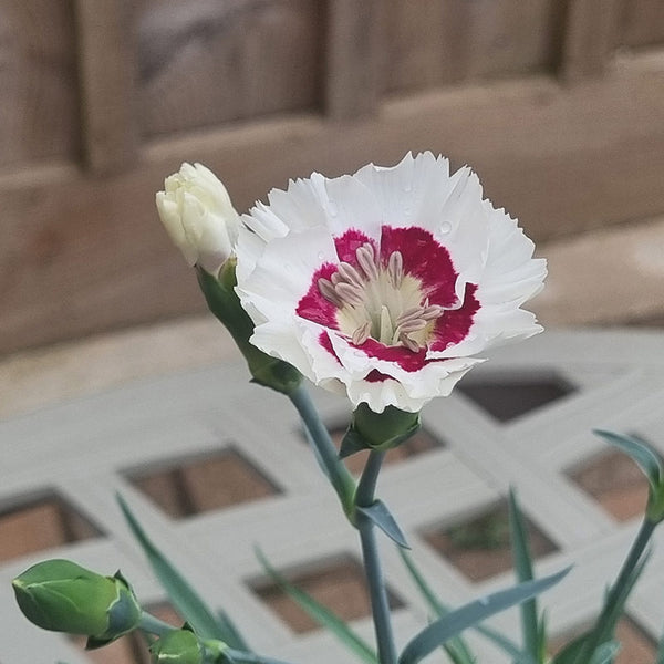 Dianthus ‘Coconut Daiquiri’ (1.5-Litre Pot) image 0