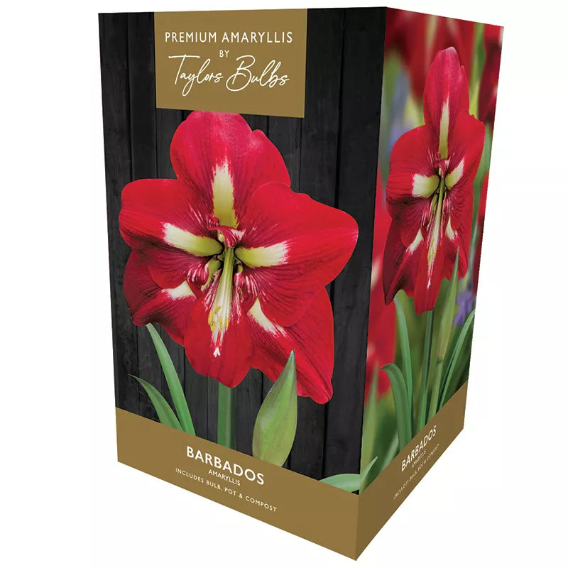 Amaryllis 'Barbados' (Premium Indoor Growing Kit Gift Pack) image 0