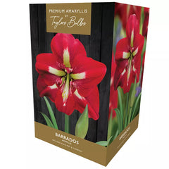 Amaryllis 'Barbados' (Premium Indoor Growing Kit Gift Pack) image 0