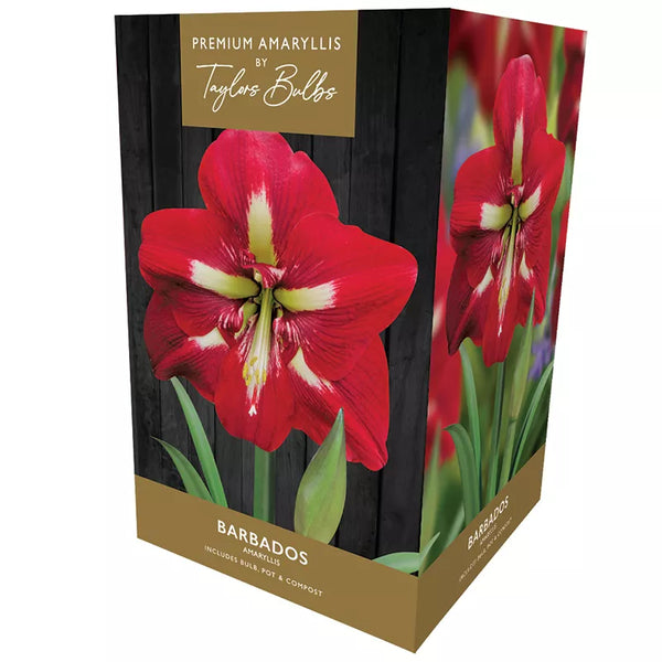 Amaryllis 'Barbados' (Premium Indoor Growing Kit Gift Pack) image 0