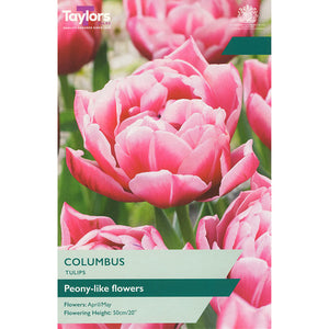 Tulip ‘Columbus’ (5 Bulbs) image 0