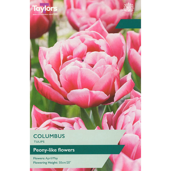 Tulip ‘Columbus’ (5 Bulbs) image 0