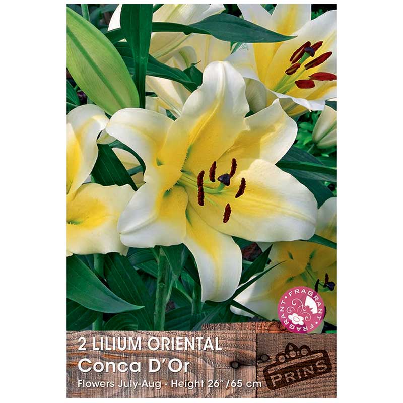 Lilium 'Oriental Conca D'Or' Bulbs image 0