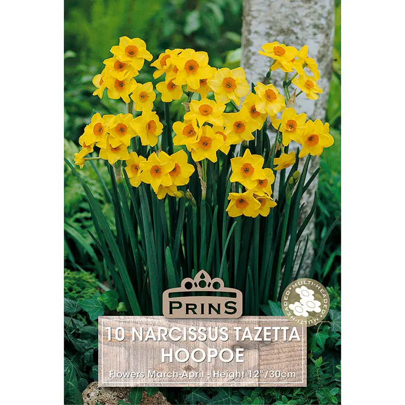 Narcissus 'Hoopoe' (10 bulbs) image 0