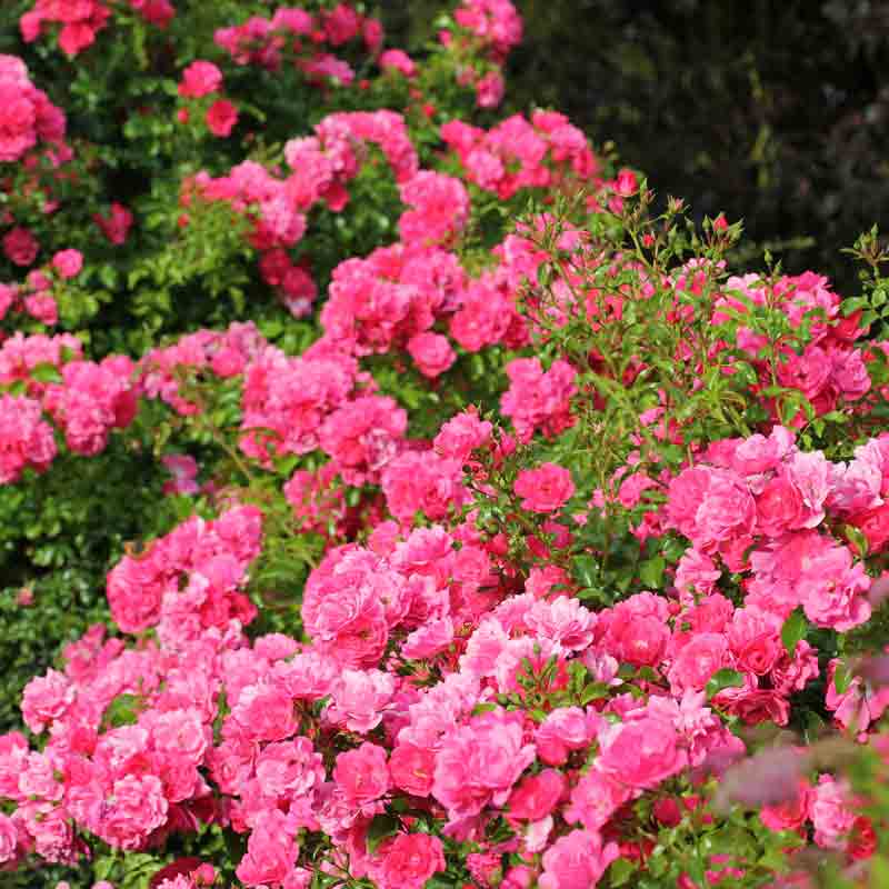 Whartons Roses ‘Flower Carpet Pink’ Ground Cover Rose (3-Litre Pot) image 0