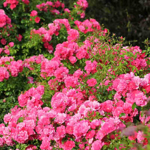 Whartons Roses ‘Flower Carpet Pink’ Ground Cover Rose (3-Litre Pot) image 0
