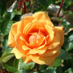 Whartons Roses ‘Simply The Best’ Hybrid Tea Rose (3-Litre Pot) image 0