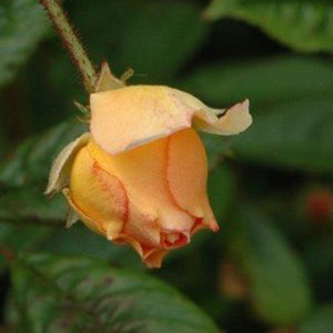 Whartons Roses 'Ghislaine de Feligonde' Rambling Rose (4-litre pot) image 1