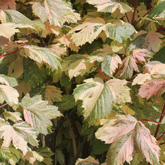 Acer pseudoplatanus 'Simon-Louis Frères' Tree (Sycamore) (12-Litre Pot) image 0