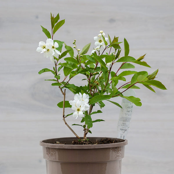 Exochorda ‘Blushing Pearl’ (3-Litre Pot) image 0