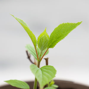 Hydrangea ‘Candybelle Marshmallow’ (3-Litre Pot) image 1