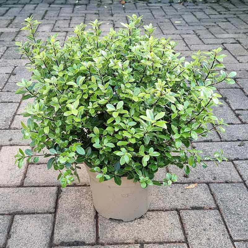 Pittosporum tenuifolium ‘Golf Ball’ (3-Litre Pot) image 0
