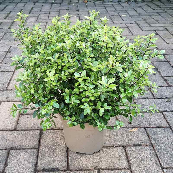 Pittosporum tenuifolium ‘Golf Ball’ (3-Litre Pot) image 0