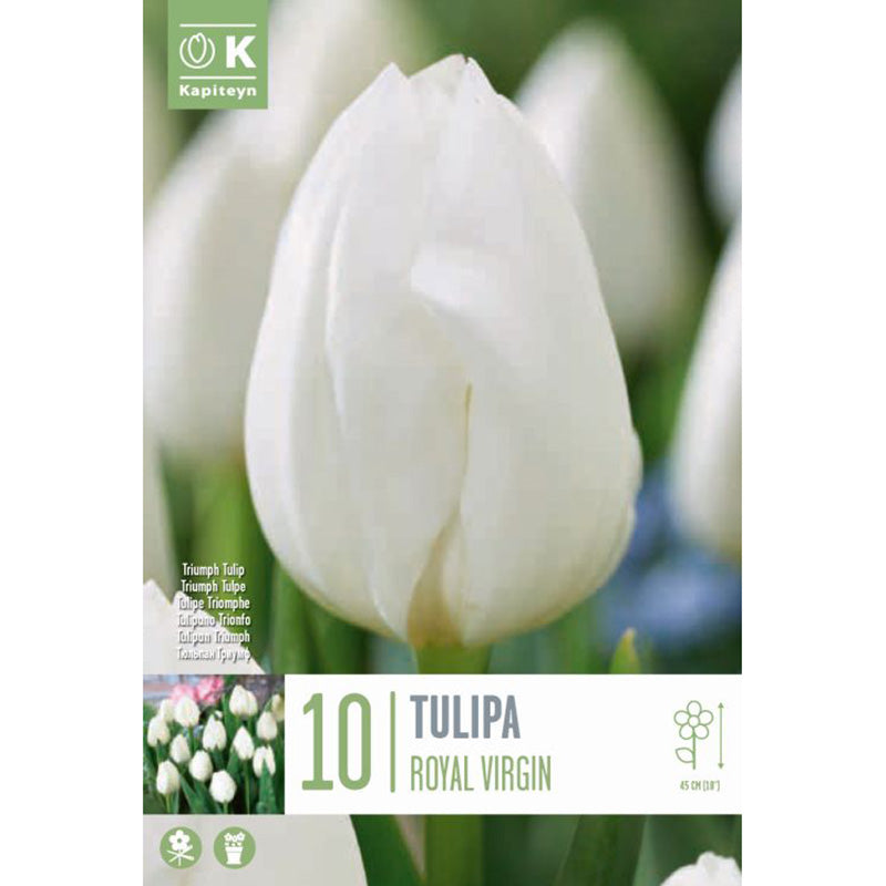 Tulip 'Royal Virgin' (10 bulbs) image 0