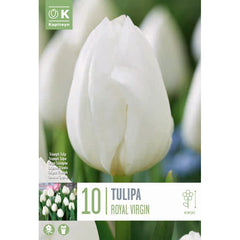 Tulip 'Royal Virgin' (10 bulbs) image 0