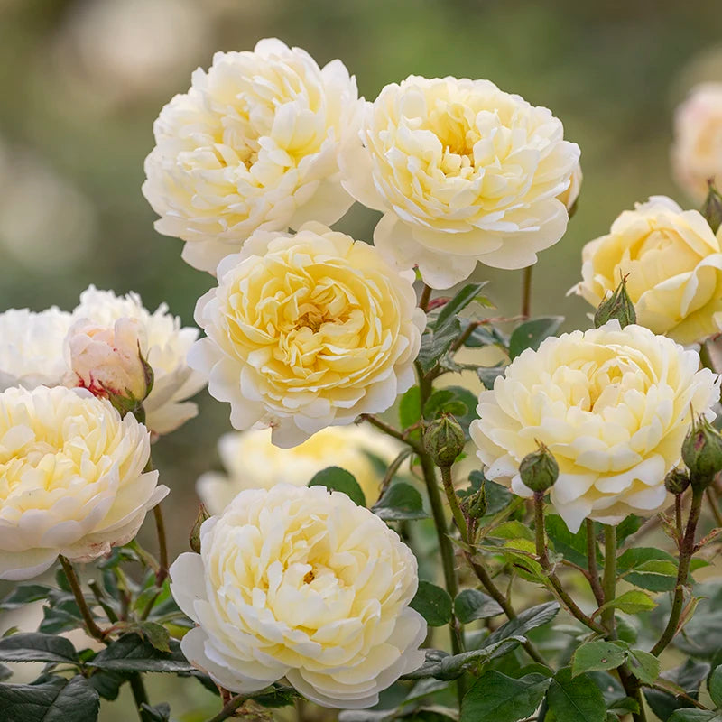 David Austin Nye Bevan® English Shrub Rose (6-Litre Pot) image 0
