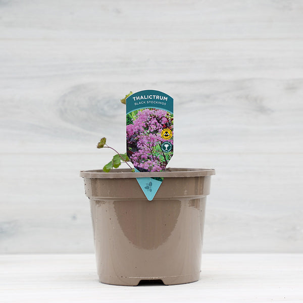 Thalictrum ‘Black Stockings’ (3-Litre Pot) image 0