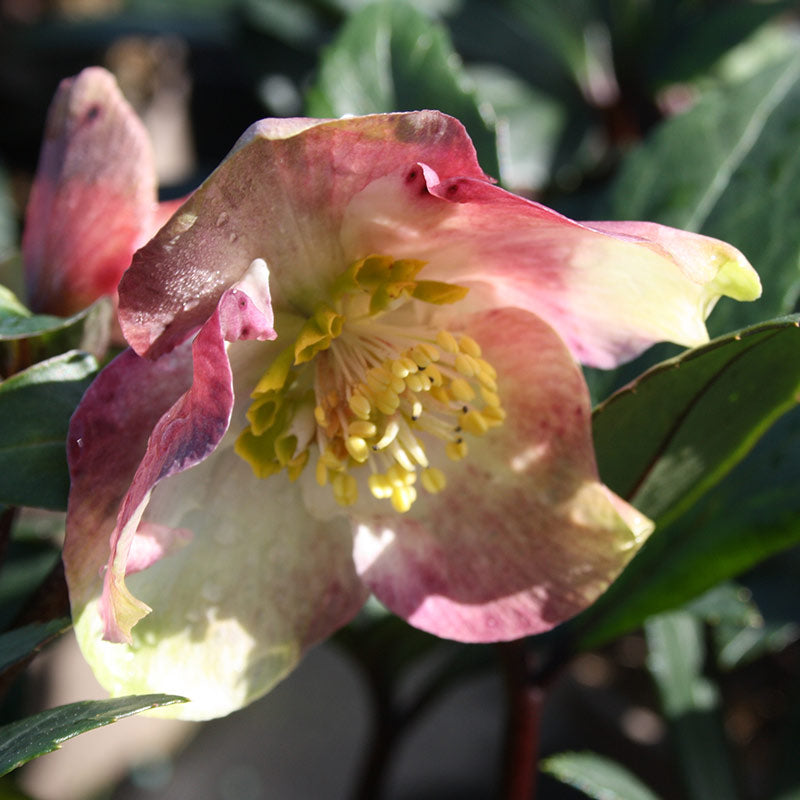 Hellebore ViV® 'Albert' (2-Litre Pot) image 0