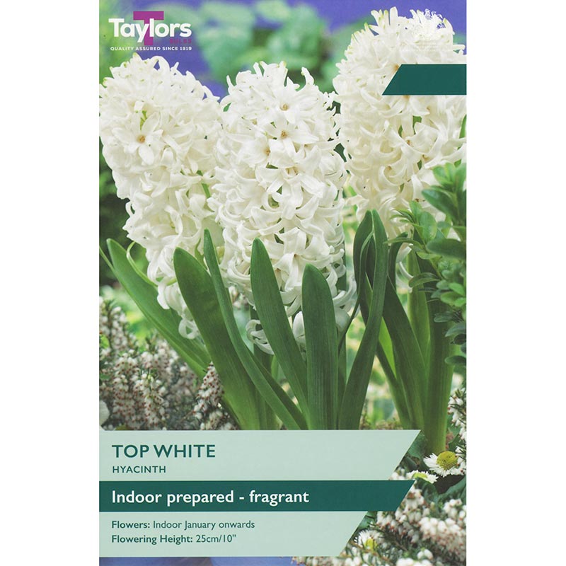 Hyacinth ‘Top White’ (3 Prepared Bulbs) image 0