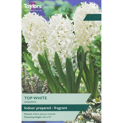 Hyacinth ‘Top White’ (3 Prepared Bulbs) image 0