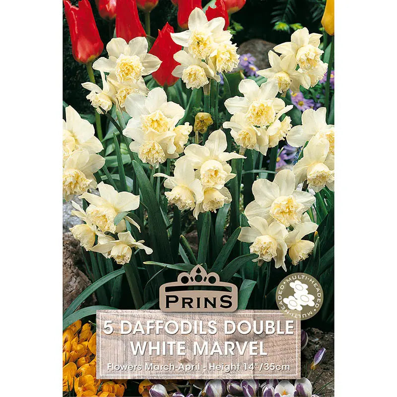 Narcissus 'White Marvel' (5 bulbs) image 0