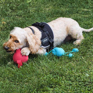 Zoon Jet Advanced Slip-on Walkabout Dog Harness image 5