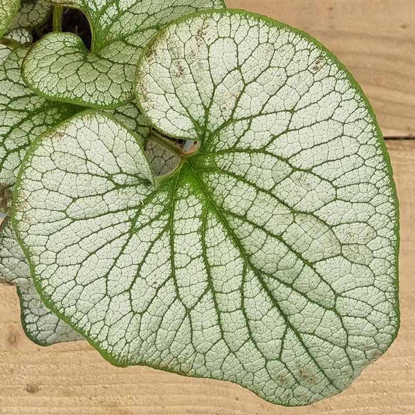 Brunnera macrophylla ‘Jack of Diamonds’ (2-Litre Pot) image 1