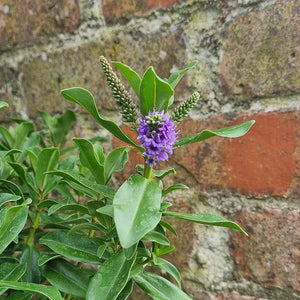 Hebe Addenda® ‘Donna Julia’ (2-Litre Pot) image 1