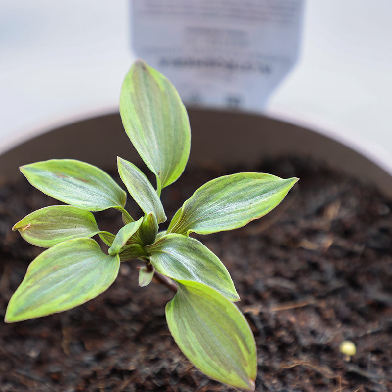 Alstroemeria ‘Summer Breeze’ Peruvian Lily (3-Litre Pot) image 0