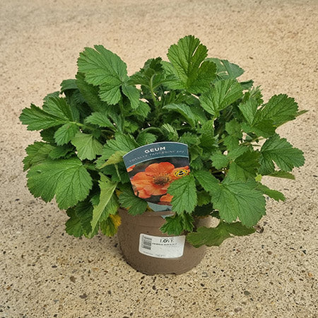 Geum ‘Totally Tangerine’ (2-Litre Pot) image 0
