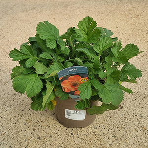 Geum ‘Totally Tangerine’ (2-Litre Pot) image 0