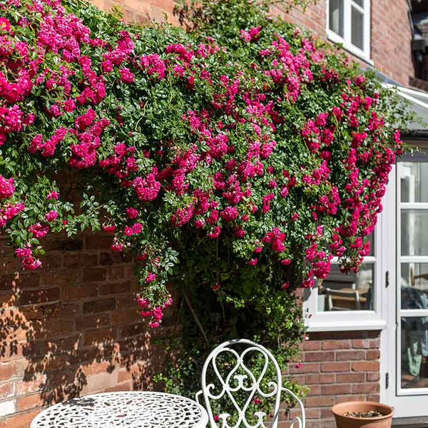 David Austin Crimson Shower Rambling Rose (6-Litre Pot) image 2