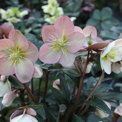 Helleborus ‘HGC Maestro’ Snow Rose (2-Litre Pot) image 0