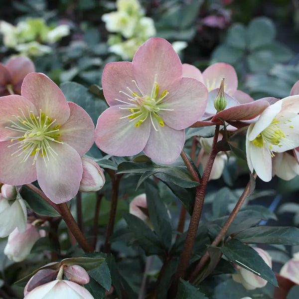 Helleborus ‘HGC Maestro’ Snow Rose (2-Litre Pot) image 0