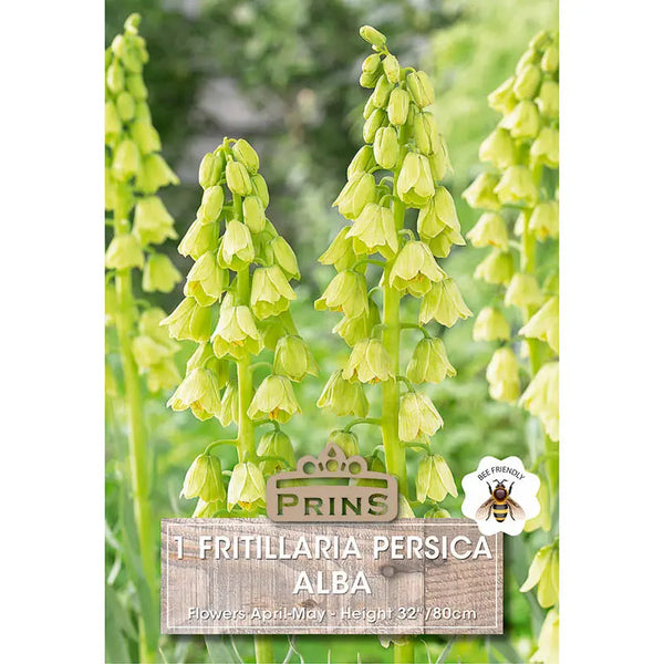 Fritillaria persica 'Alba' (1 bulb) image 0