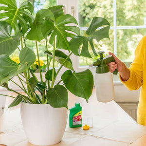 Neudorff BugFree Bug and Larvae Killer Concentrate (250ml) image 1