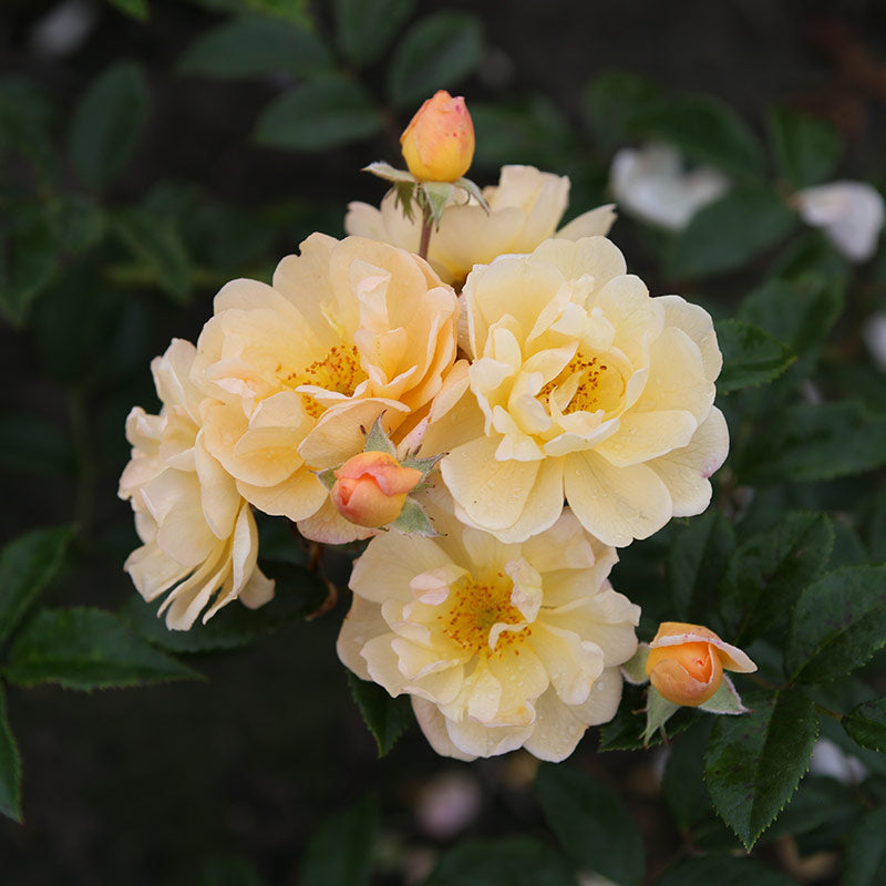 Peter Beales Sunny Siluetta Rambling Rose (4-litre pot) image 0