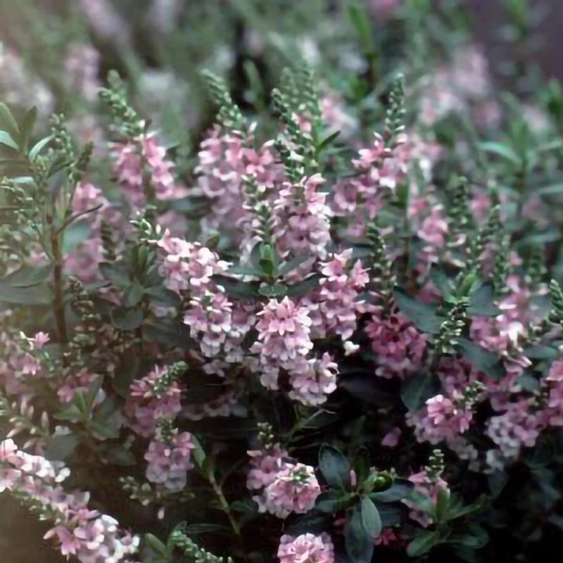 Hebe 'Pink Pixie' image 0