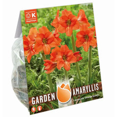 Amaryllis 'Orange Queen' (1 bulb) image 0
