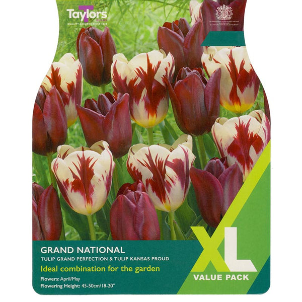 Tulip ‘Grand National’ Mix (15 Bulbs) image 0