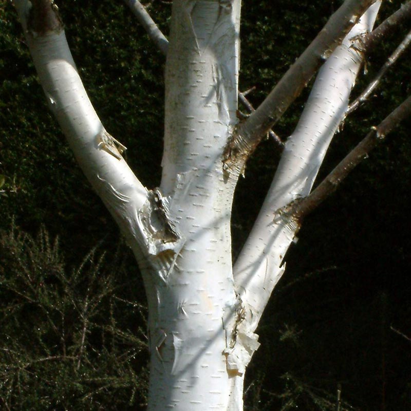 Betula utilis jacquemontii ‘Snow Queen’ Tree (Himalayan Birch) (12-Litre Pot) image 0