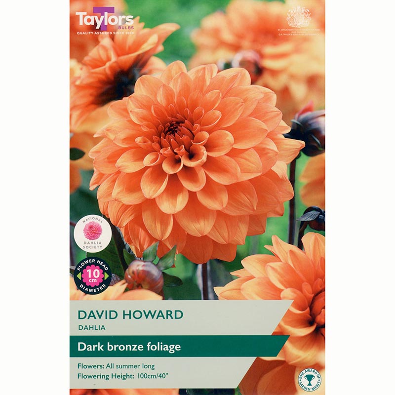 Dahlia ‘David Howard’ with Bright Orange Flowers (1 Tuber) image 0