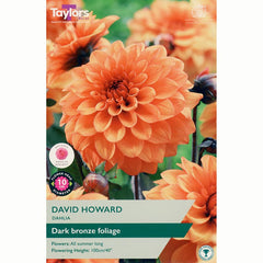 Dahlia ‘David Howard’ with Bright Orange Flowers (1 Tuber) image 0