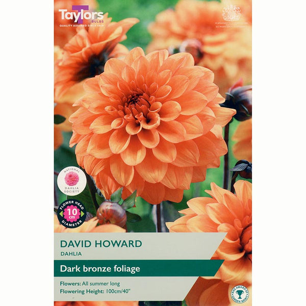 Dahlia ‘David Howard’ with Bright Orange Flowers (1 Tuber) image 0