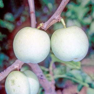 Prunus domestica ‘Old Greengage’ Gage Tree (12-Litre Pot) image 1