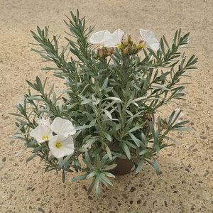 Convolvulus Cneorum (2-Litre Pot) image 0