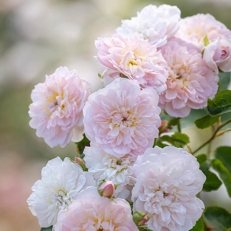 David Austin Elizabeth® English Shrub Rose (6-Litre Pot) image 0