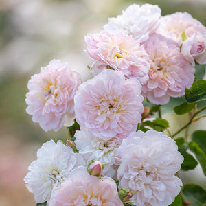 David Austin Elizabeth® English Shrub Rose (6-Litre Pot) image 0