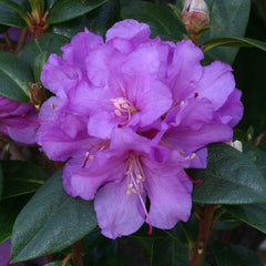 Rhododendron ‘Praecox’ (3-Litre Pot) image 0