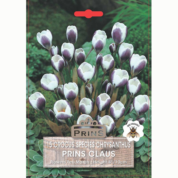 Crocus 'Prins Claus' (15 bulbs)